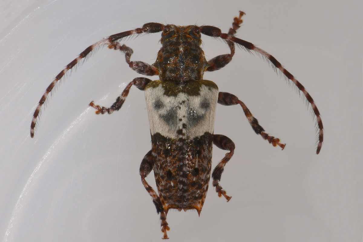 Cerambycidae: Pogonocherus hispidulus